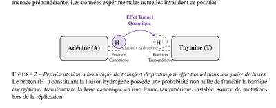 Représentation schématique du transfert de proton par effet tunnel entre une adénine et une thymine