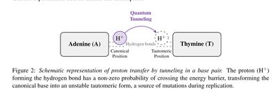Schematic representation of proton transfer by tunneling between an adenine and a thymine