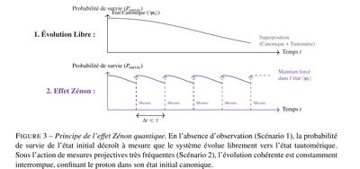 Principe de l'effet Zénon quantique : évolution libre versus mesures projectives répétées, avec la formalisation mathématique de l'algorithme